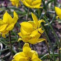 Tulipa Sylvestris Seeds for Planting – Heirloom, Non-GMO Wildflower Seeds
