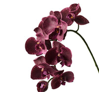Maroon White Phalaenopsis Orchid Flower Seeds – Heirloom, Non-GMO Seeds for Planting
