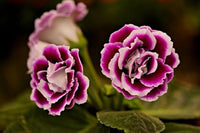 Gloxinia Purple White Seeds for Planting – Organic, Heirloom, Non-GMO Flower Seeds