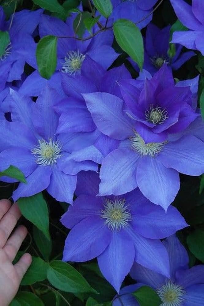 Purple Clematis Seeds for Planting - NON GMO Seeds
