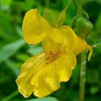 Yellow Impatiens Flower Seeds for Planting, 100 pcs