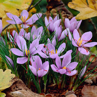 Heirloom Non-GMO Light Pink Crocus Flower Seeds for Planting – Early Spring Blooming Garden Beauties