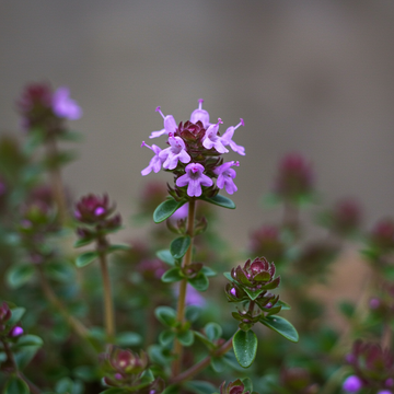 Purple Creeping Thyme Planting Seeds – Fragrant, Non-GMO Ground Cover for Garden