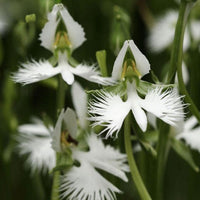 Radiata White Flower Seeds for Planting – Organic, Heirloom, Non-GMO Seeds