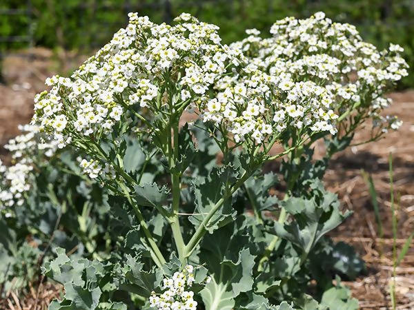Seakale Flower Seeds for Planting - NON GMO Seeds