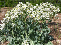 Seakale Flower Seeds for Planting - NON GMO Seeds