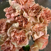 Carnation Flower Seeds Brown for Planting NON GMO Seeds
