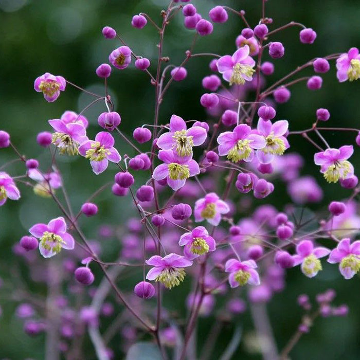 Thalictrum Flower Seeds â€“ Heirloom, Non-GMO Seeds for Planting Delicate Airy Blooms