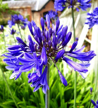 Blue Agapanthus Seeds for Planting - NON GMO Seeds