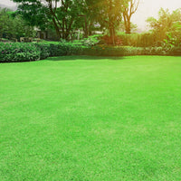 Thick Lawn Coverage for Sports & Recreation