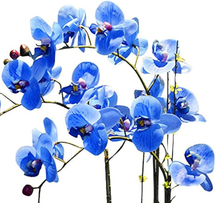 Blue Butterfly Orchid Flower Seeds for Planting – Heirloom, NON-GMO, Easy to Grow Garden Blooms