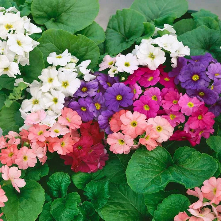 Heirloom Non-GMO Violet Primula Obconica Flower Seeds for Garden Planting – Primrose Seeds