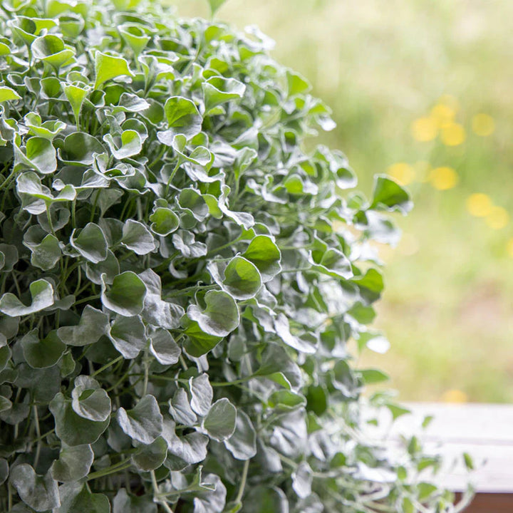 Silver Dichondra Plant Seeds for Planting - NON GMO Seeds