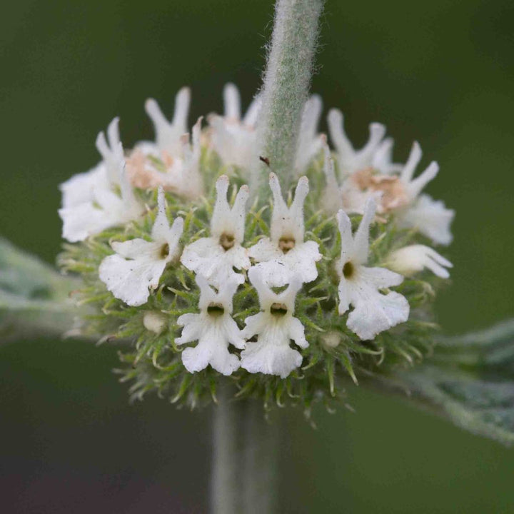 Lamiaceae Flower Seeds – Heirloom, Non-GMO, Aromatic Blooms for Garden Planting