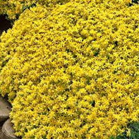 Heirloom Non-GMO Yellow Sedum Flower Seeds for Planting – Drought-Tolerant Ground Cover Blooms