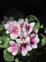 Organic Pink White African Violet Flower Seeds for Planting – Heirloom, Non-GMO