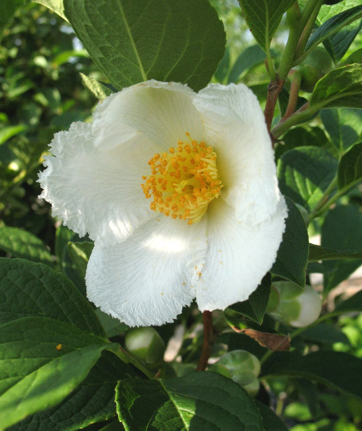 Stewartia White Seeds for Planting – Organic, Heirloom, Non-GMO Ornamental Tree Seeds