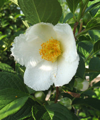 Stewartia White Seeds for Planting – Organic, Heirloom, Non-GMO Ornamental Tree Seeds
