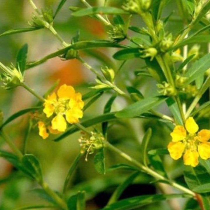 Heirloom Non-GMO Yellow Heimia Flower Seeds for Bright Garden Edges and Seasonal Planting