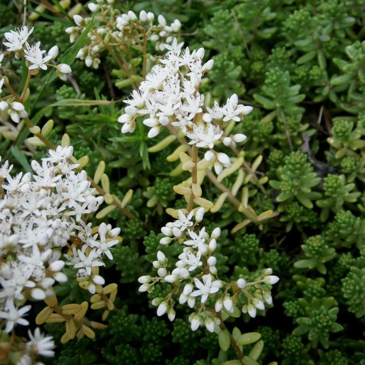 Heirloom Non-GMO White Sedum Acre Flower Seeds for Planting – Hardy Ground Cover Blooming Seeds
