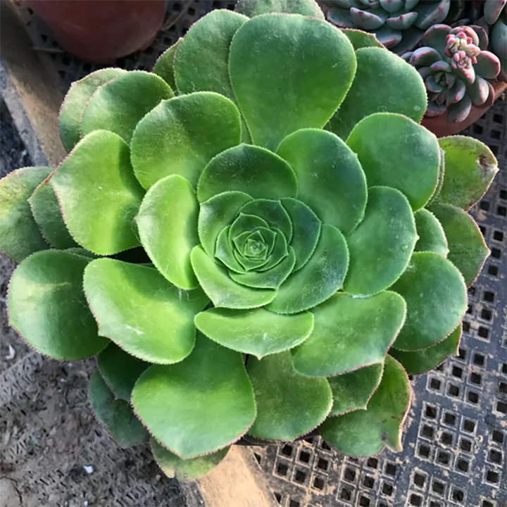 Heirloom Canary Aeonium Flower Seeds, Non-GMO Succulent Rosette Blooms for Drought-Tolerant Garden Planting