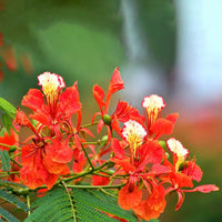 Organic Flamboyant Flower Seeds for Planting – Heirloom, Non-GMO