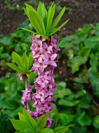 Daphne Mezereum Pink Seeds for Planting – Organic, Heirloom, Non-GMO Flower Seeds
