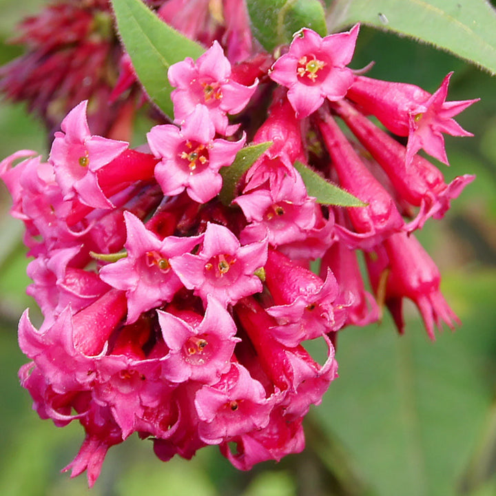Cestrum Elegans Pink Seeds for Planting – Organic, Heirloom, Non-GMO Flower Seeds
