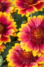 Yellow Red Danova Copper Flower Seeds for Planting - 100 pcs