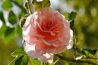 Pink Dawn Rose Plant Seeds for Planting Non-GMO Heirloom Garden Seeds for Growing Beautiful Flowers