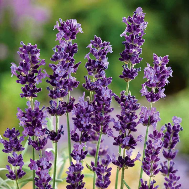 Heirloom Non-GMO Angustifolia Flower Seeds for Garden Planting – Drought-Tolerant Blooms