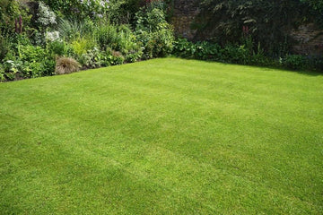 Lush green lawn with a stone wall and plants in the background