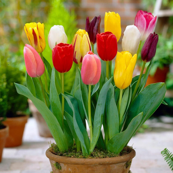 Heirloom Colorful Mixed Tulip Flower Seeds for Planting – Non-GMO, Perfect Garden Blooms