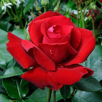 Heirloom Non-GMO Rose Planting Seeds