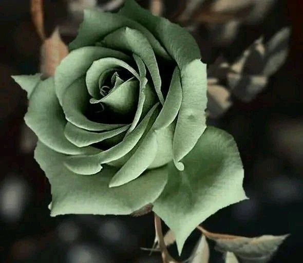 Army Green Rose Heirloom Non-GMO Seeds for Planting
