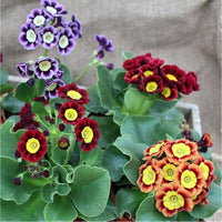 Mixed Auricula Flower Seeds for Planting - NON GMO Seeds