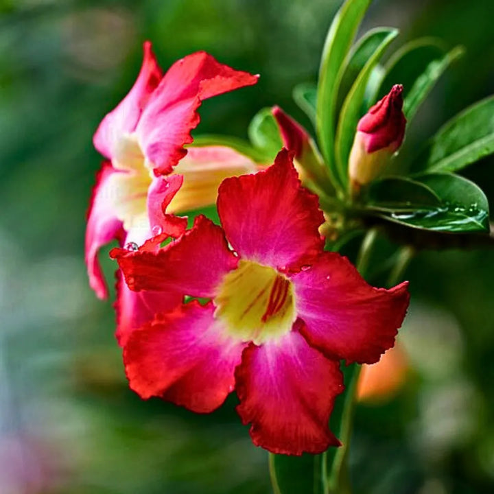 Obesum Flower Seeds for Planting, 100 pcs
