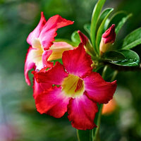 Obesum Flower Seeds for Planting, 100 pcs