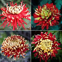 Yellow Red Chrysanthemum Flower Seeds for Planting - NON GMO Seeds