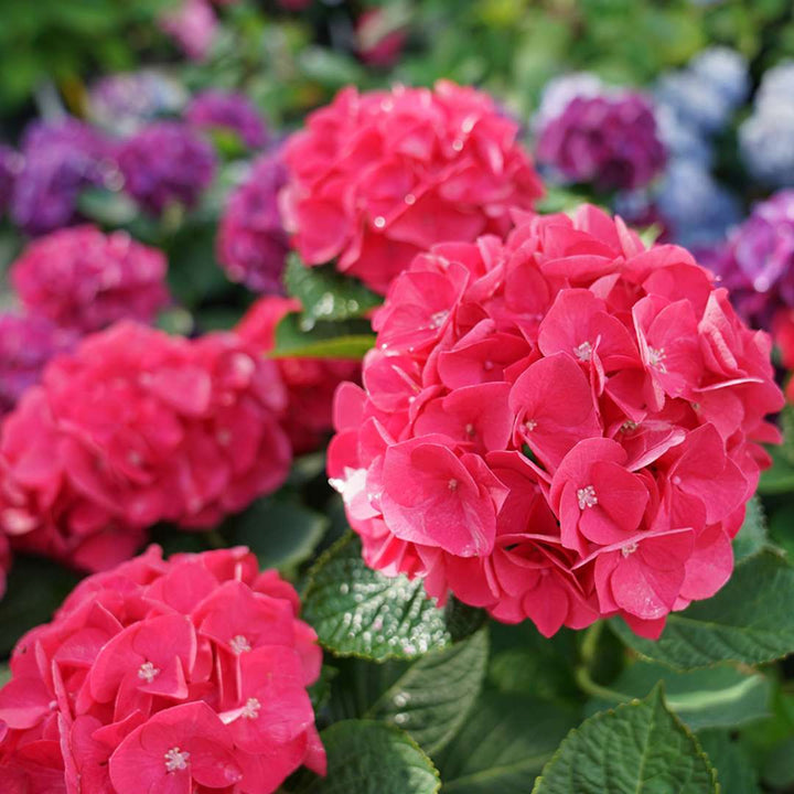 Heirloom Deep Red Hydrangea Flower Seeds, Non-GMO Vibrant Blooms for Planting