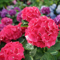 Heirloom Deep Red Hydrangea Flower Seeds, Non-GMO Vibrant Blooms for Planting