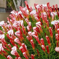 Red White Candy Cane Flower Seeds for Planting - NON GMO Seeds