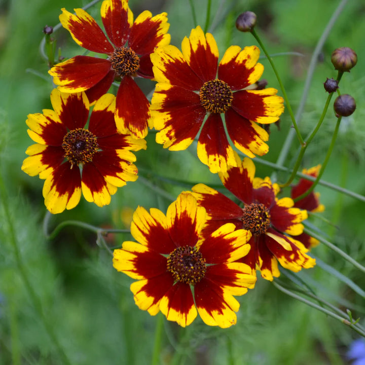 Calliopsis Flower Seeds for Planting - NON GMO Seeds