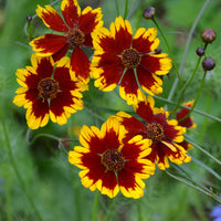 Calliopsis Flower Seeds for Planting - NON GMO Seeds