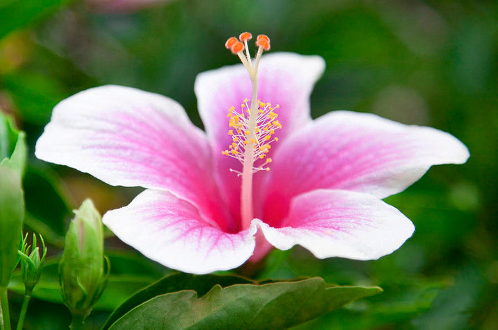 Pink & White Hibiscus Heirloom Non-GMO Seeds for Planting
