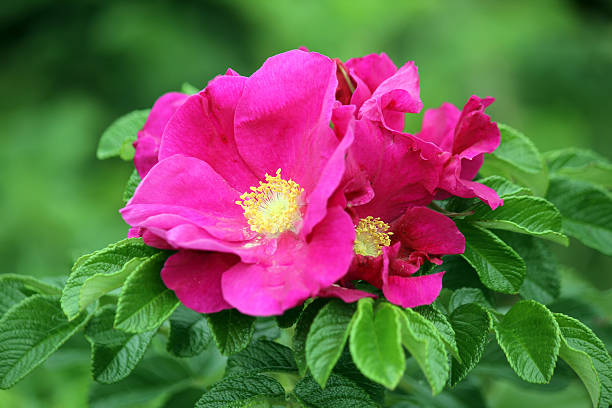 Pink Rugosa Rose Plant Seeds for Planting Non-GMO Heirloom Garden Seeds for Growing Beautiful Roses