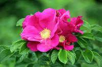 Pink Rugosa Rose Plant Seeds for Planting Non-GMO Heirloom Garden Seeds for Growing Beautiful Roses