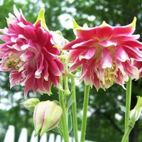 Heirloom Non-GMO Pink Nora Barlow Flower Seeds for Garden Planting – Unique Double Blooms Variety