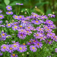 Purple Flower Pot Plant Seeds for Planting - NON GMO Seeds