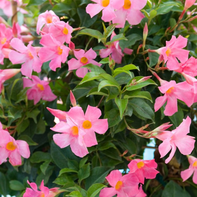 Heirloom Non-GMO Trepadoras Flower Seeds for Climbing Vine and Vertical Garden Planting
